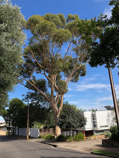 Adelaide Arborists — Customer photo