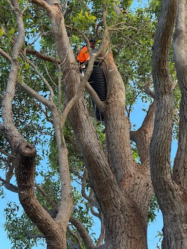 Northern Beaches Arborist — Customer photo