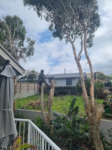 Diamond Tree Services — Customer photo