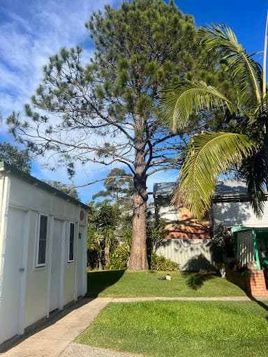 EziClip Tree Service — Customer photo