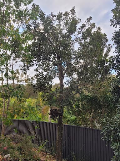 Viking Tree Care Arborist Gold Coast — Customer photo