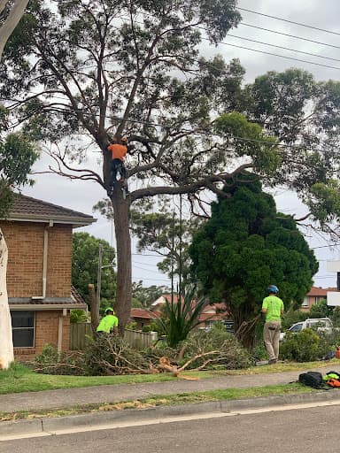 Branch Out Tree Specialists — Customer photo