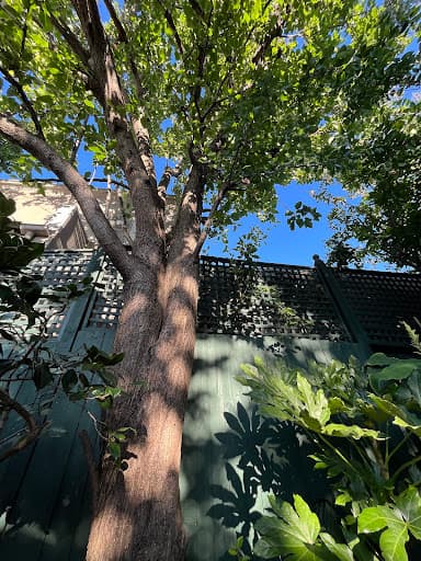 Treelife — Customer photo