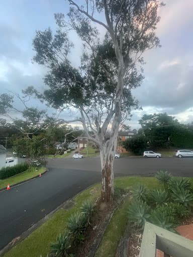 Tip Top Tree Services — Customer photo