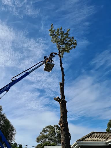 Chris Davies Tree Removals — Customer photo