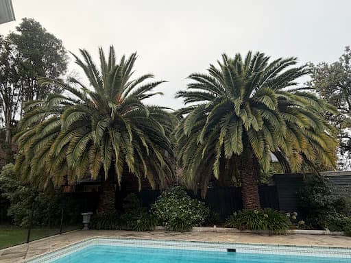 Richmond Tree Specialists — Customer photo