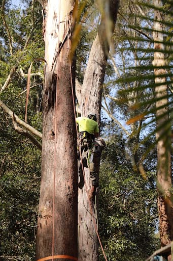A & A Arbor Tree Service — Customer photo