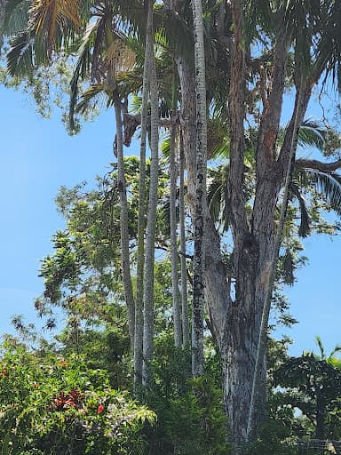 Tropical Tree Solutions — Customer photo