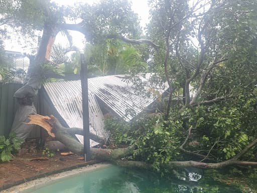 Mint Tree Services — Customer photo