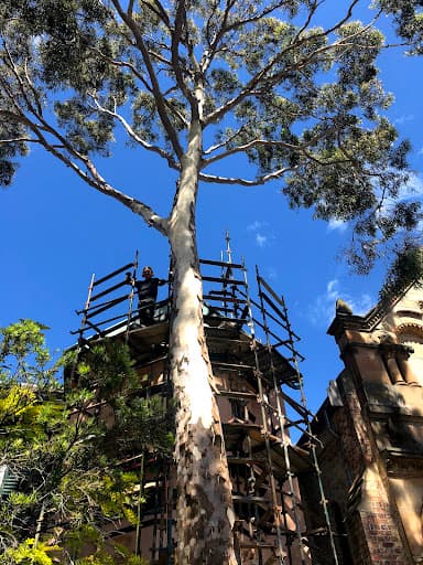 Trees Company — Customer photo