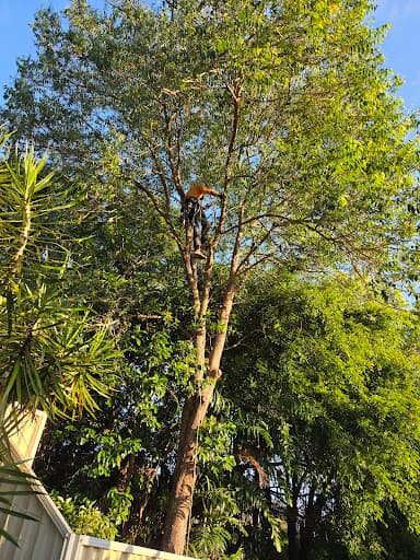 Coastal Tree Barber — Customer photo