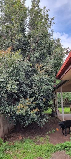 Harry's Yard: Tree Removal Services — Customer photo