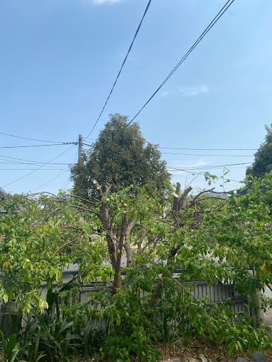GDE Tree Services — Customer photo