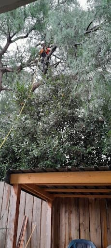 Royal Tree Services — Customer photo