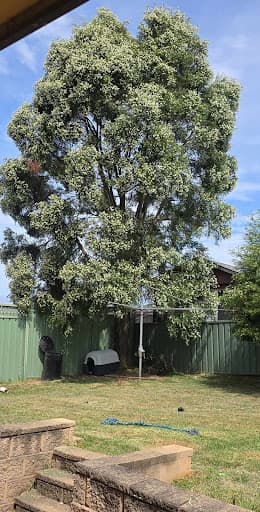 Western Sydney Stump Grinding & Tree Removal Services — Customer photo