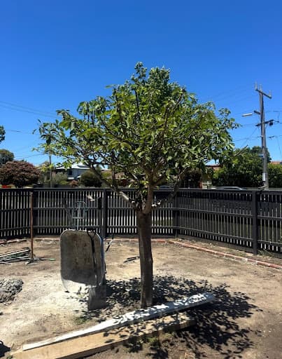 Trav's Tree Services — Customer photo