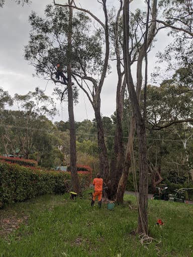 Adelaide Hills Tree & Stump Removal Pty Ltd — Customer photo