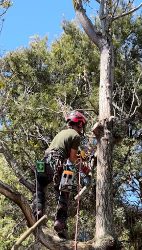 Melbourne Tree Specialists Pty. Ltd. — Customer photo