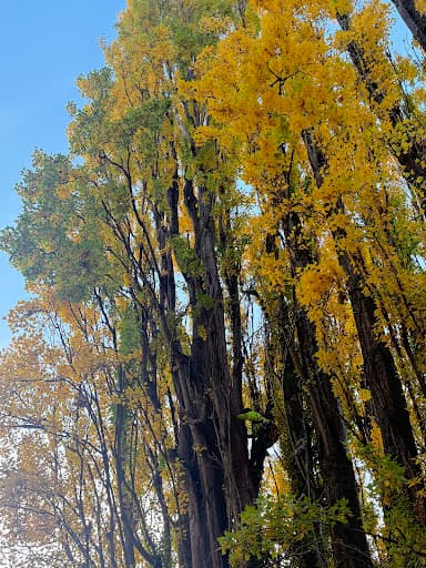 ASAP Arborist — Customer photo