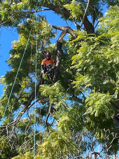 City Tree Services — Customer photo