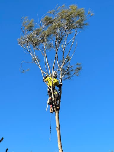 Tailored Tree Care — Customer photo