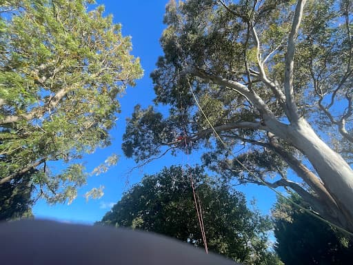 Treelife — Customer photo