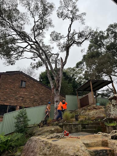True Blue Tree Lopping — Customer photo