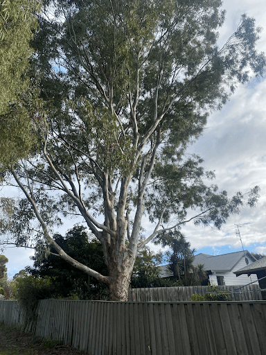 Cairns Tree Care - Tree Lopping and Tree Removals — Customer photo