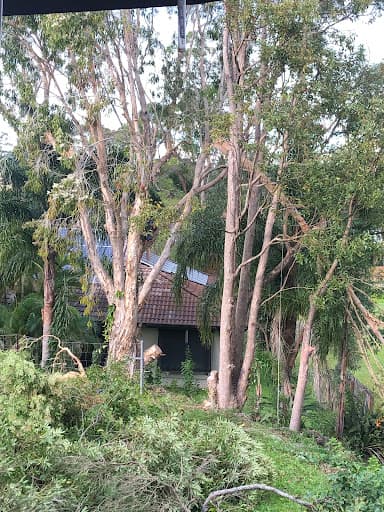 Mick Brewer Tree Services — Customer photo