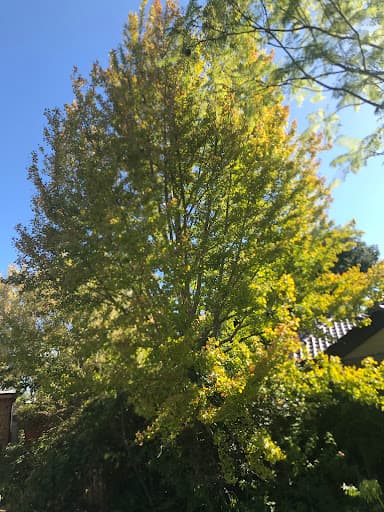 Evergreen Tree Services SA — Customer photo