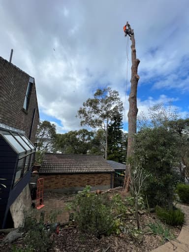 Cutting Edge Tree Maintenance — Customer photo