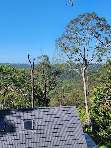 Sydney Wide Tree Cutting — Customer photo