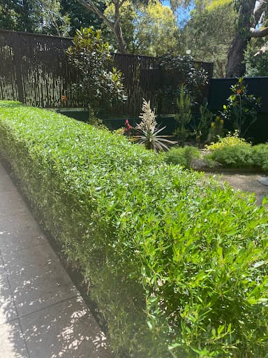 Metropolitan Arborist — Customer photo