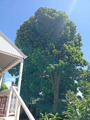 DJ Tree Services — Customer photo