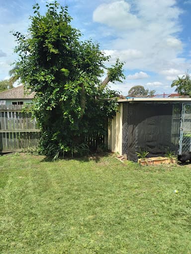 Tree Lopping Brisbane Southside — Customer photo