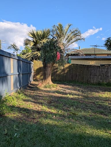 Tree Lopping Gold Coast — Customer photo