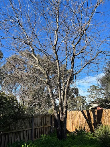 Proper Tree Care — Customer photo