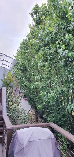 Tailored Tree Care — Customer photo