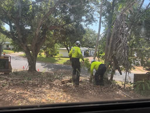 Tropical Tree Solutions — Customer photo