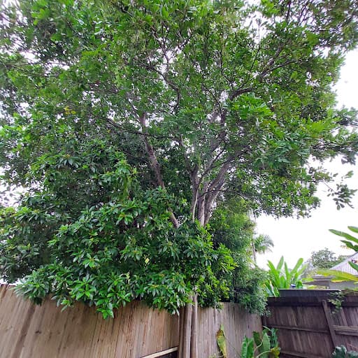 Diamond Tree Services — Customer photo