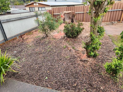 Arborcare Tree Maintenance - Wollongong — Customer photo