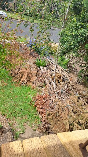 Trees Down Under — Customer photo