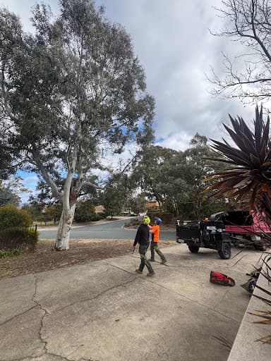 Liro Tree Services — Customer photo
