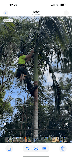Viking Tree Care Arborist Gold Coast — Customer photo