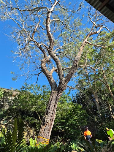 Arborist Cut Tree Services — Customer photo