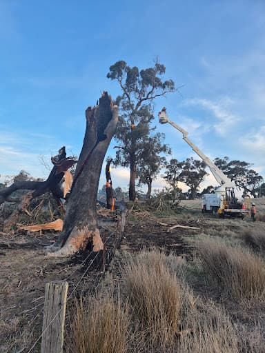 A1 Tree Solutions — Customer photo