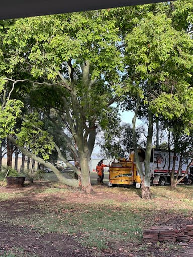 Urban Tree Solutions — Customer photo