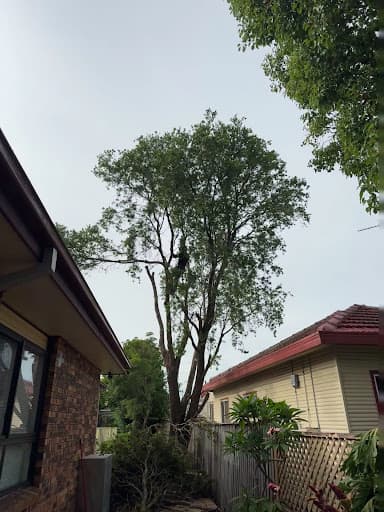 Trees Down Under — Customer photo