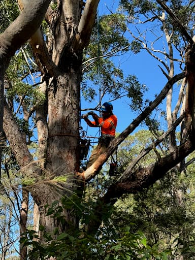 Balanced Tree Care — Customer photo
