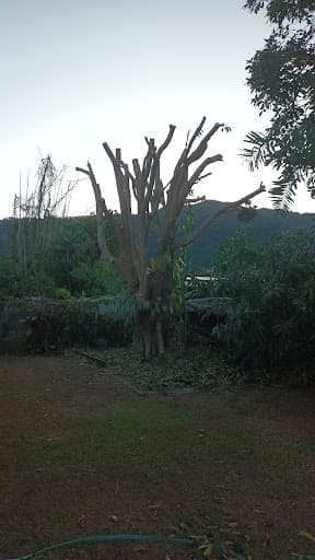 Tropical Tree Solutions — Customer photo